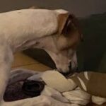Whippet Abril olfateando intensamente entre pliegues de trapos anudados para encontrar premios escondidos.