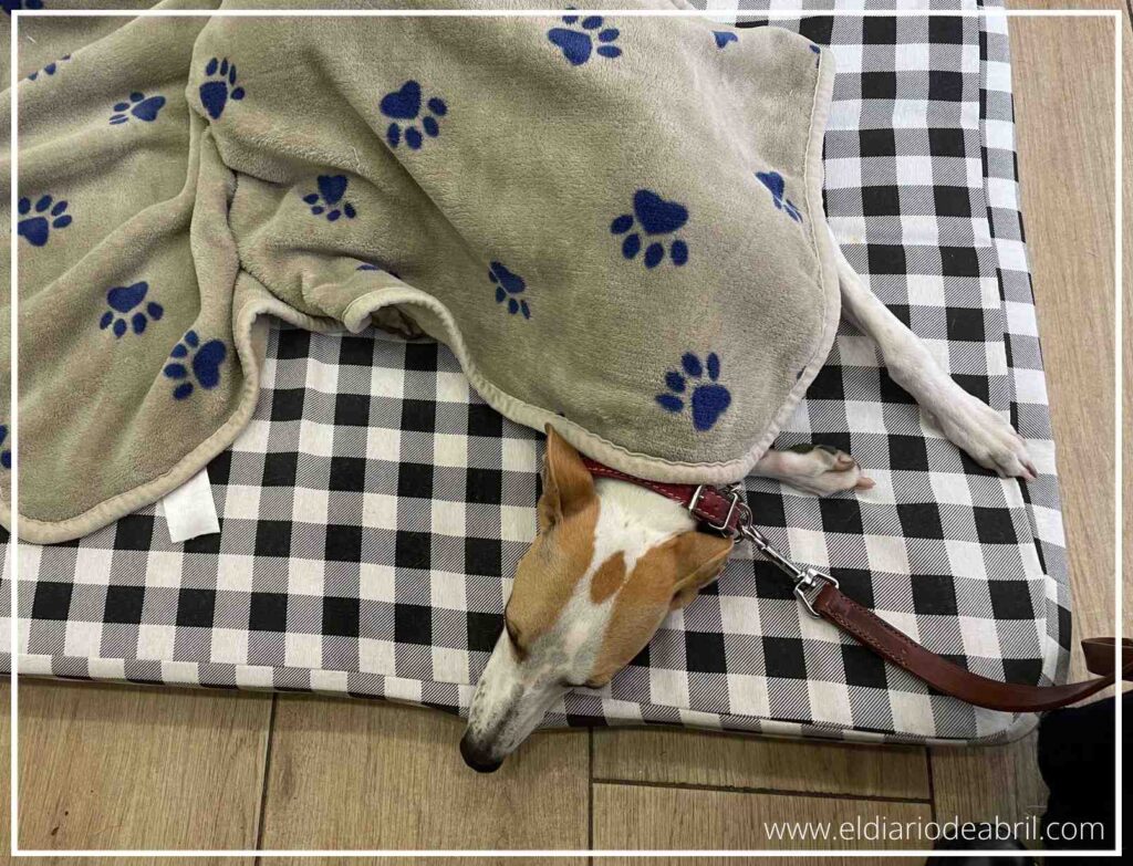 Primer plano de Abril durmiendo plácidamente bajo una manta, recuperándose de forma tranquila después de su esterilización.