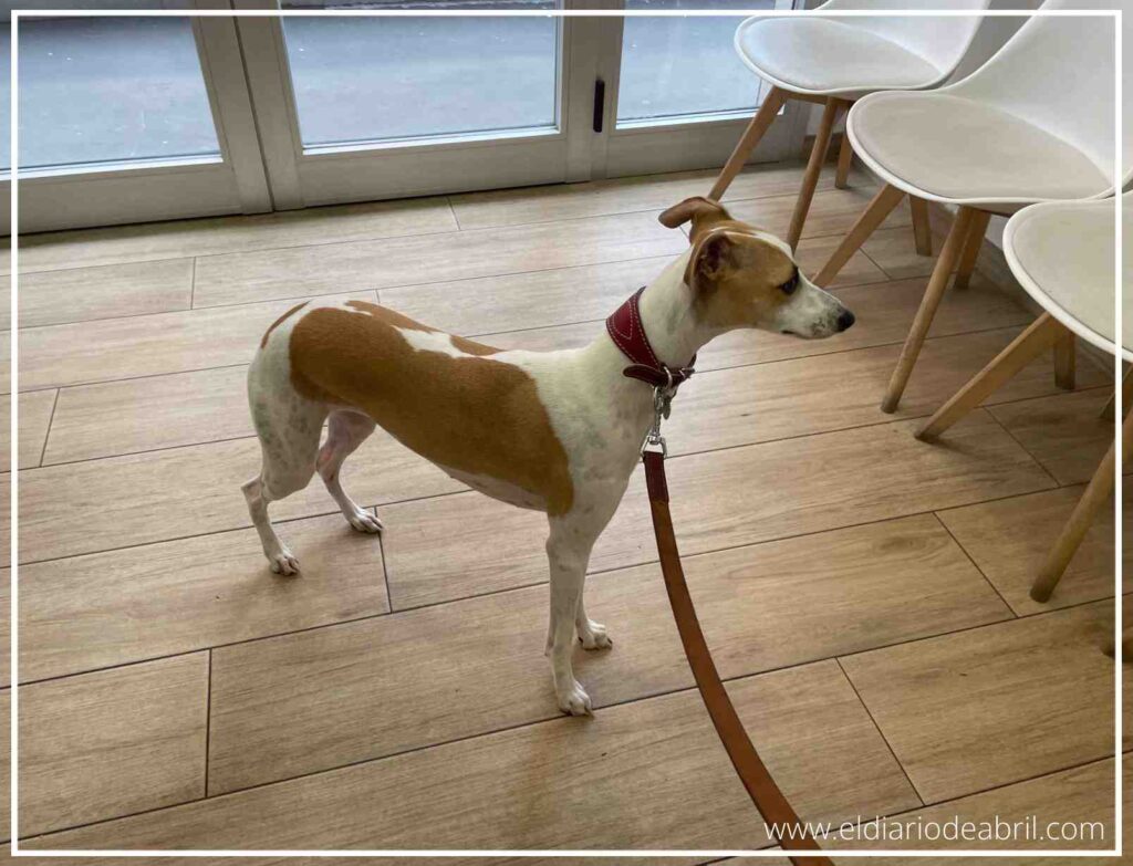 Abril esperando de pie con correa en la sala de espera de la clínica veterinaria antes de su intervención por laparoscopia.