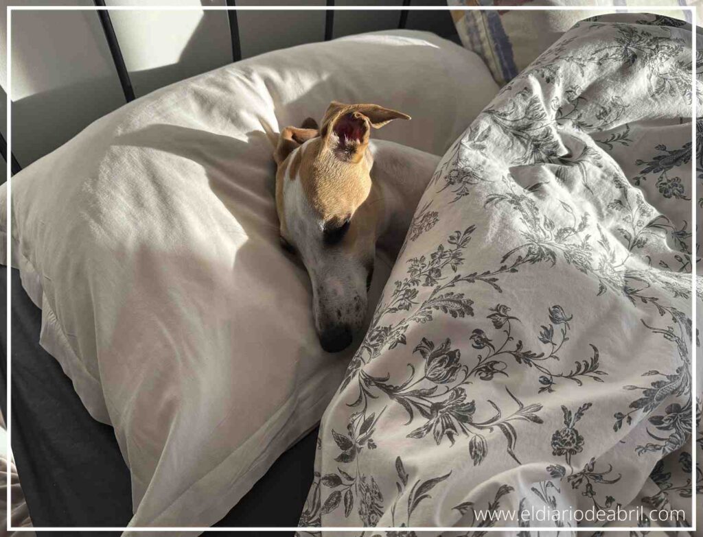 Un Whippet descansando profundamente en un entorno seguro y cómodo, buscando el calor natural de un rayo de sol sobre su lomo, lo que promueve su relajación y bienestar.