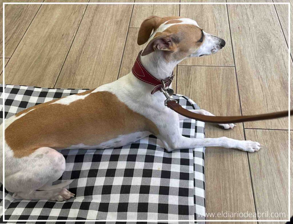La pequeña Abril descansando tumbada en su cama tras regresar a casa de la clínica veterinaria.