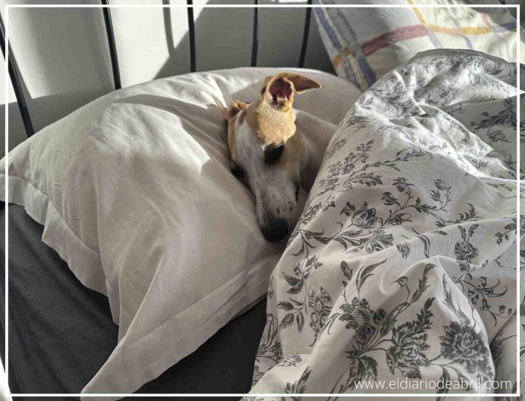Abril, el perro protagonista del blog, disfrutando de un despertar relajado y perezoso en nuestra cama, aprovechando los primeros y cálidos rayos de sol de la mañana de febrero.