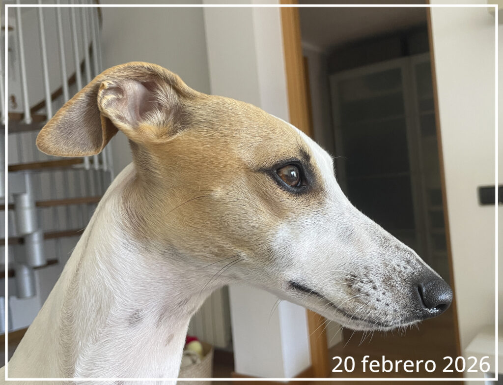 Foto de perfil de la Whippet Abril del día 20 de febrero de 2026