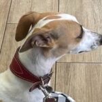 Perra Abril de perfil con collar rojo descansando sobre una cama de cuadros blancos y negros tras su operación.