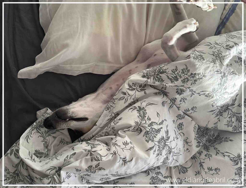 Primer plano de la cabeza de un perro marrón y blanco con una oreja levantada, dormido entre una almohada de percal blanco y una funda nórdica con estampado botánico o floral gris, con una fuerte luz lateral.