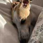 Perro de raza galgo o whippet marrón y blanco durmiendo plácidamente en una cama humana, apoyando la cabeza en una almohada blanca y tapado con un edredón de flores, recibiendo luz solar directa.