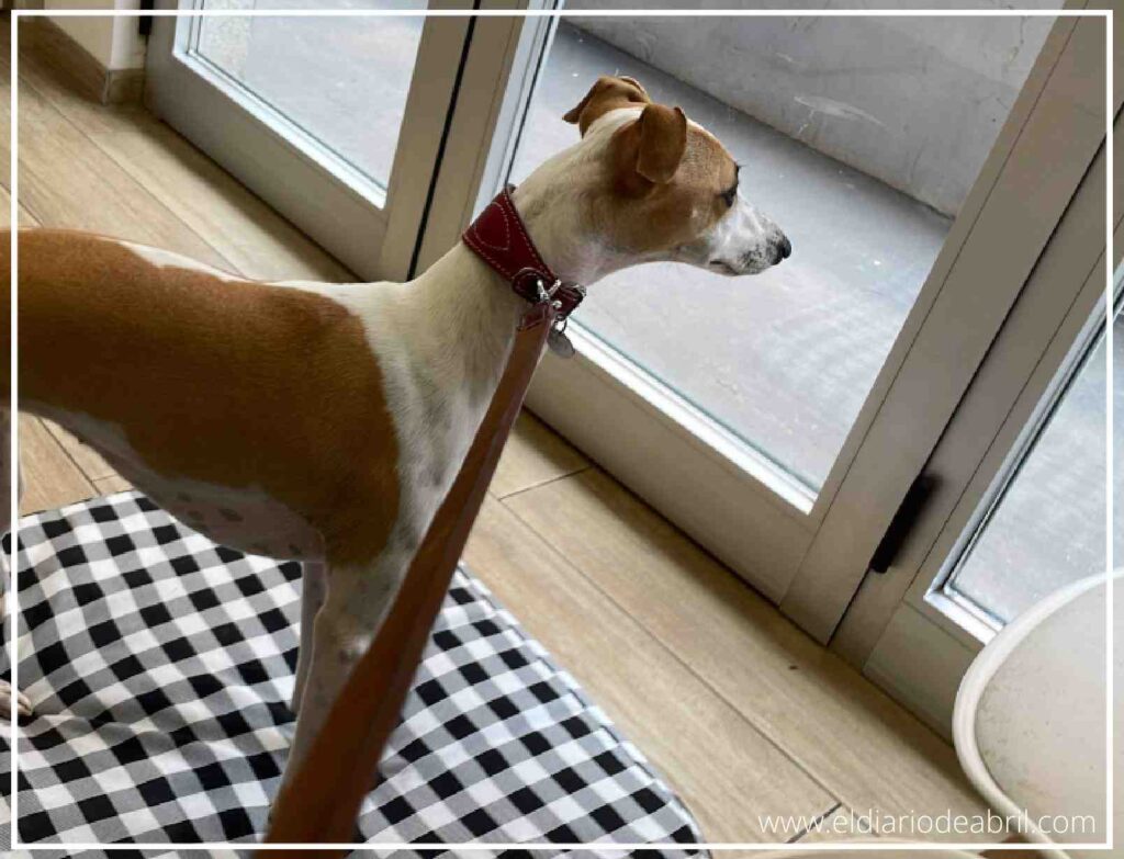 Abril mirando con curiosidad a través de una puerta acristalada durante las horas previas a su cirugía.