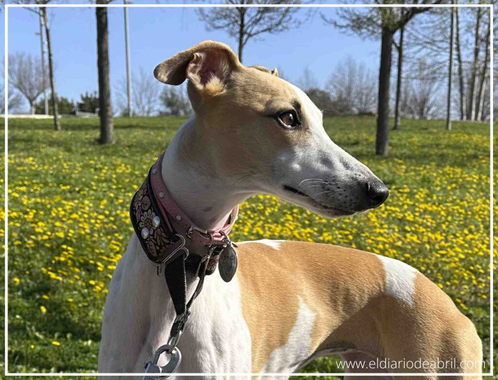 Primer plano lateral de la cabeza y cuello de un whippet con collar decorativo, mirando hacia el horizonte con un fondo desenfocado de árboles y prado verde en un día despejado.