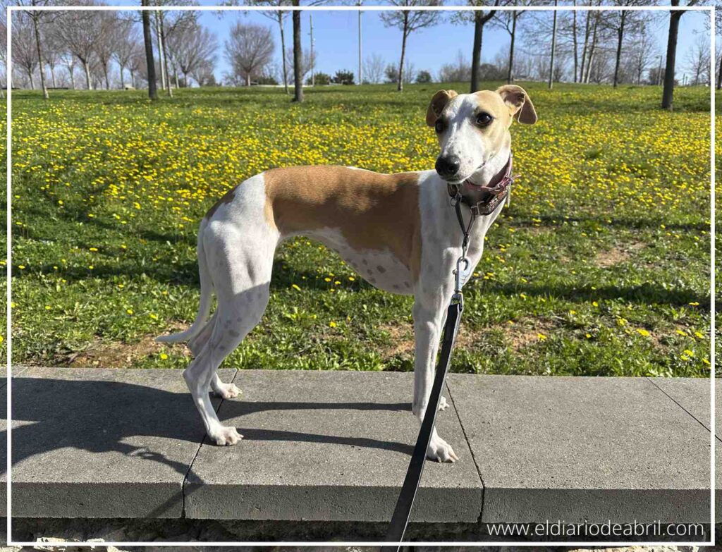 Fotografía de cuerpo entero de un Whippet estilizado con collar rosa y correa negra, posando de pie sobre un muro de hormigón en un entorno natural verde con flores silvestres amarillas al fondo.