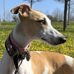 Plano panorámico de perfil de un perro whippet de color blanco y arena descansando plácidamente sobre un muro de piedra en un parque lleno de flores amarillas durante un día soleado de primavera.
