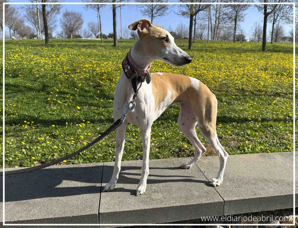 Plano medio de un whippet de pie sobre un murete, mirando hacia la cámara con actitud alerta, vistiendo un collar de estilo étnico rosa y negro en un parque público en primavera.