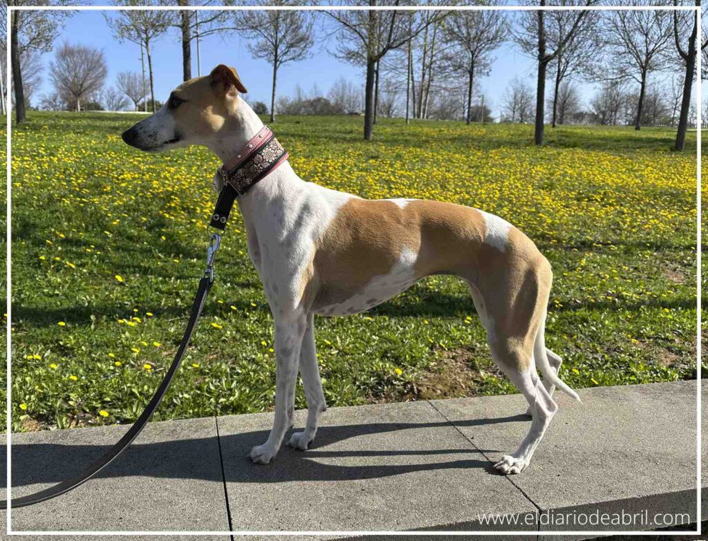 Imagen de perfil completo de un whippet de pelo corto blanco y beige posado en un muro de piedra, con el parque de fondo lleno de vegetación primaveral y luz directa del sol.