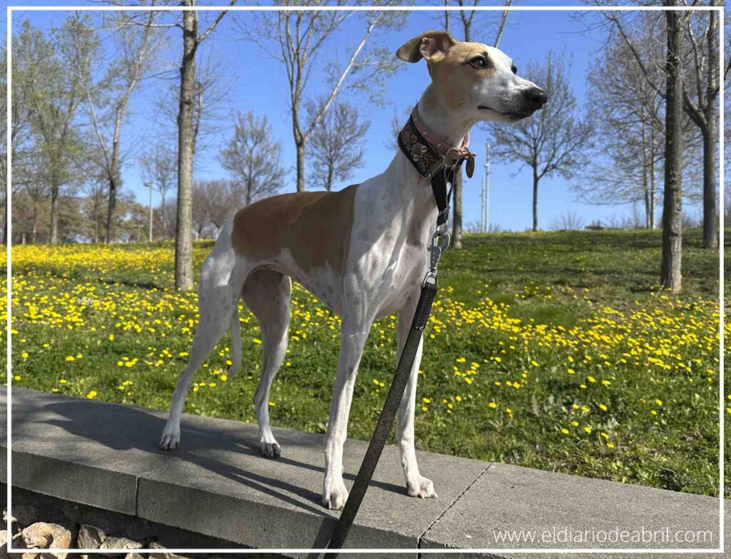 Vista lateral de un whippet elegante posando en un muro de piedra, mostrando su anatomía estilizada con un paisaje de árboles y flores amarillas bajo un cielo azul despejado.