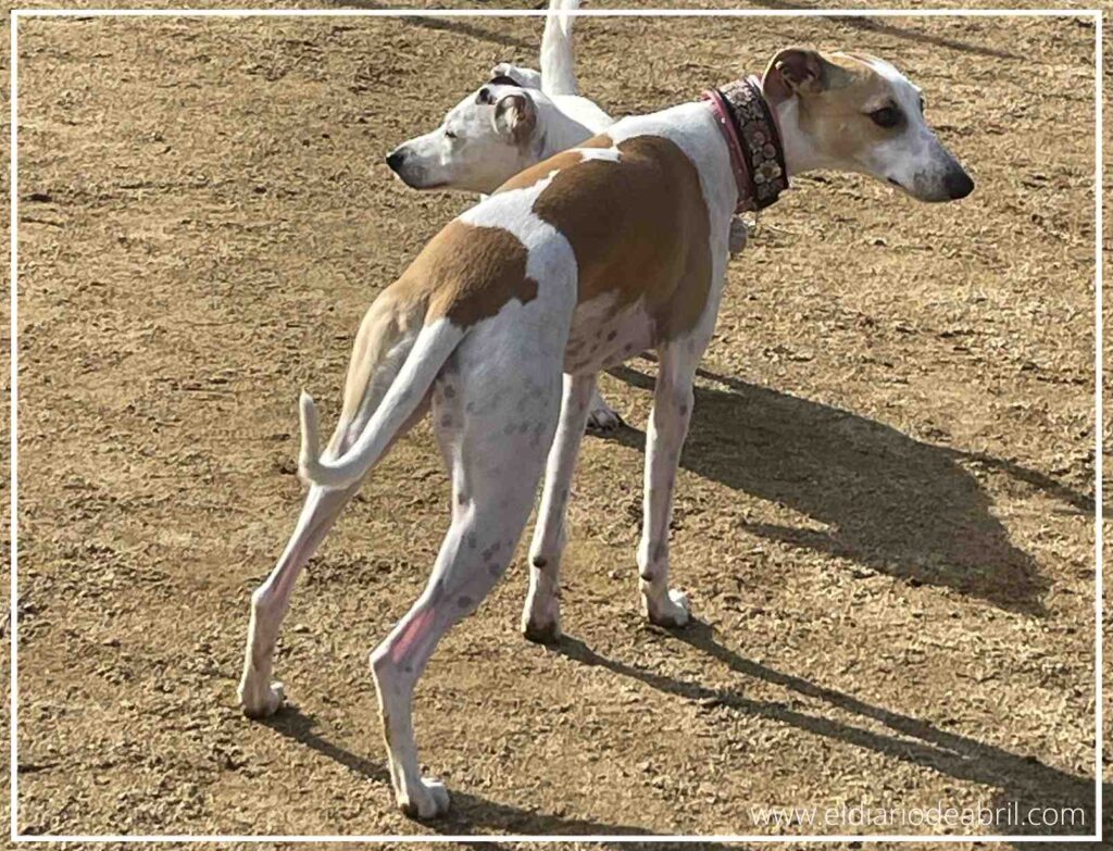 Primer plano de Abril la Whippet mostrando su figura estilizada y alerta.