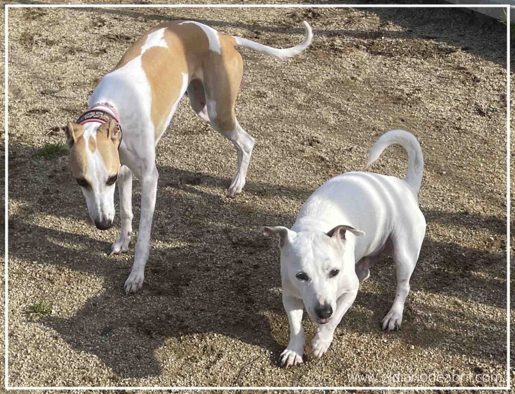 La Whippet Abril acercándose con curiosidad a su nuevo amigo Pancho.