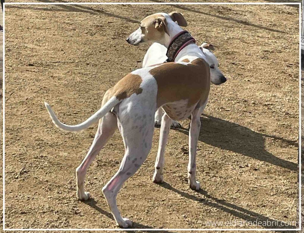 Abril la Whippet y Pancho el Bodeguero juntos en una actitud de confianza mutua.