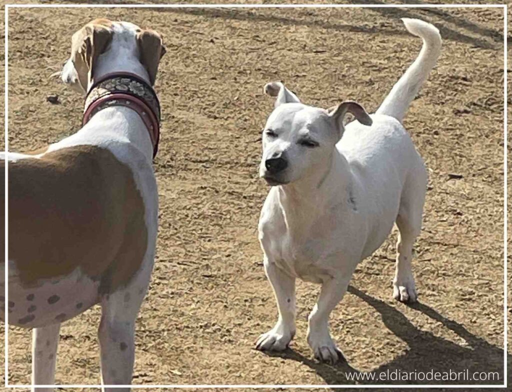 Retrato de Pancho, un perro bodeguero de 13 años con pelaje blanco y expresión tranquila.
