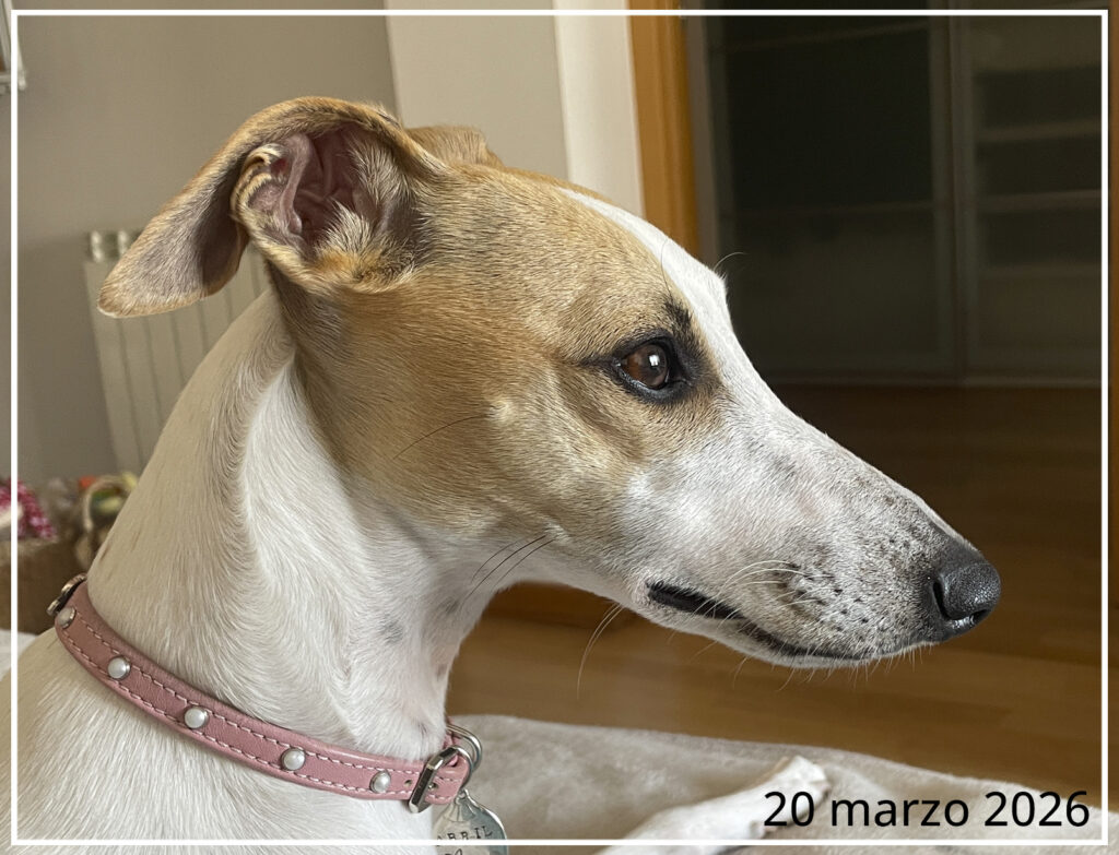 Una Whippet vista de perfil con un año y cuatro meses, con todas sus características y morfología de la raza.
