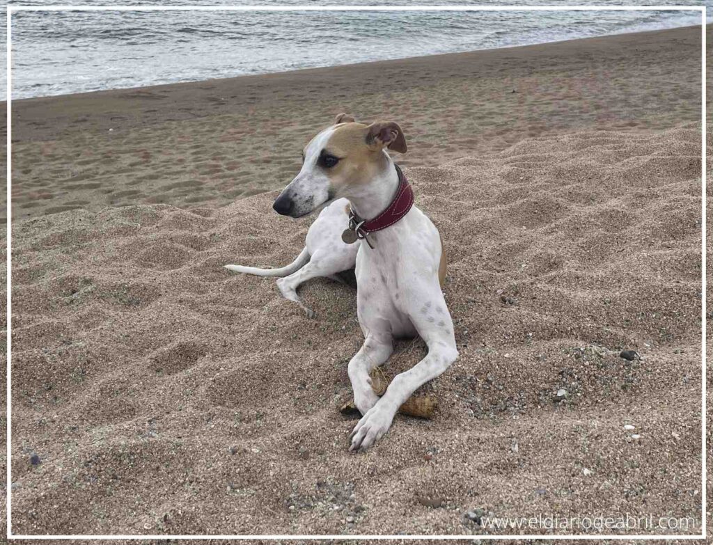 Abril, la perra Whippet, descansando tranquilamente sentada sobre la arena de la playa.