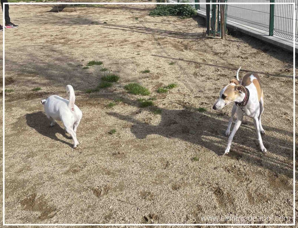 Pancho el perro blanco paseando con elegancia y soltura por el recinto.
