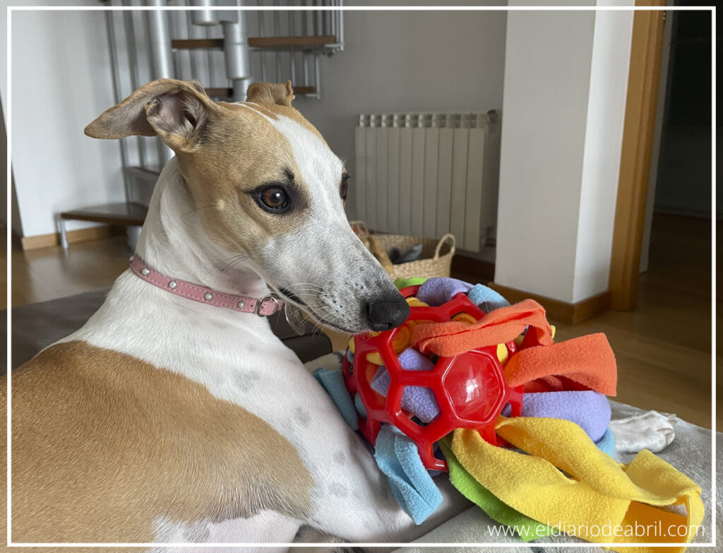 Primer plano de la Whippet Abril usando su hocico para sacar premios escondidos entre las telas de una pelota roja.