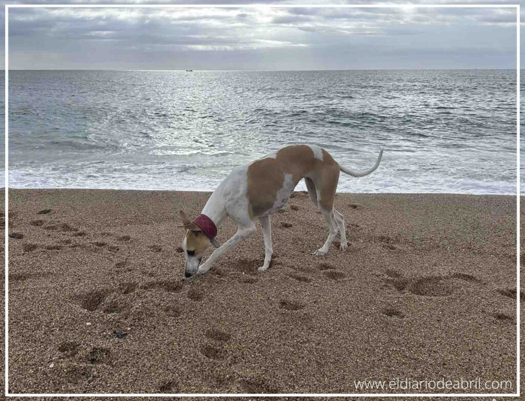 Perra de raza Whippet de perfil buscando objetos y maderas en la orilla del mar plateado.