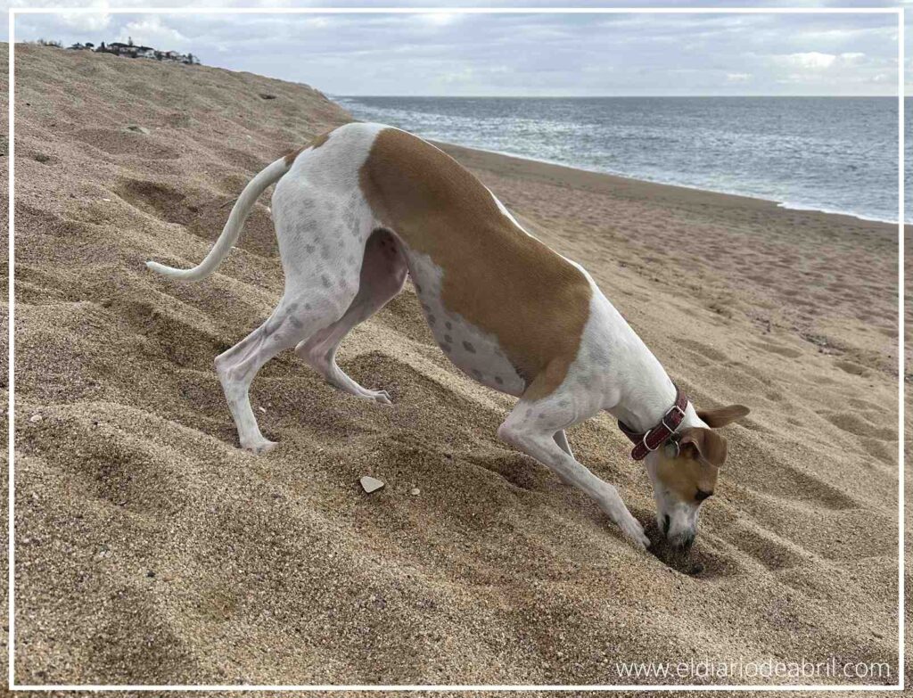 Detalle de la Whippet Abril metiendo el hocico en la arena para atrapar un tesoro natural en la playa.