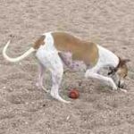 Perra Whippet Abril corriendo a gran velocidad por la orilla de la playa de arena gruesa.