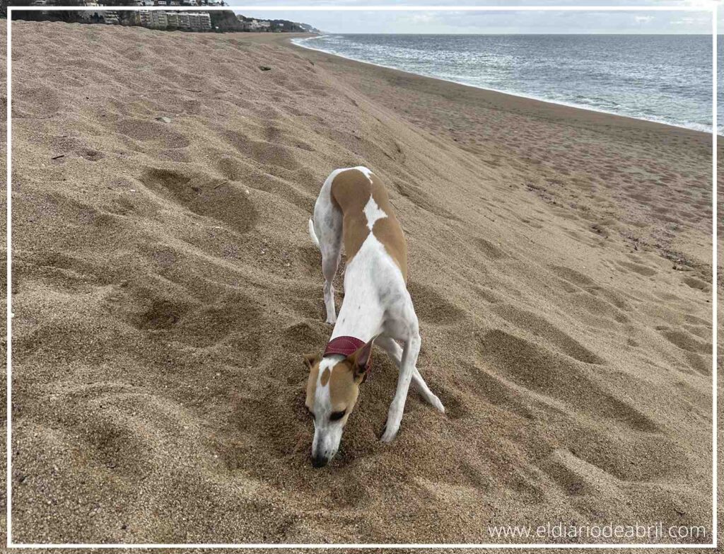 Abril escarbando con intensidad un hoyo en la arena de la playa bajo un cielo seminublado.