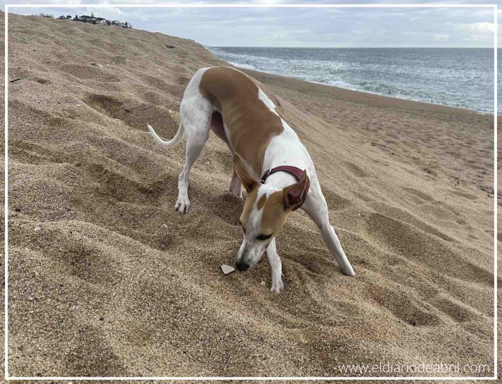 Movimiento de la Whippet Abril jugando y saltando entre los montículos de arena de la costa.