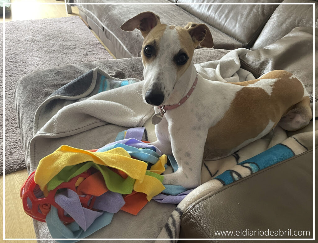 Abril, una perra Whippet blanca y canela, tumbada en el sofá junto a los rollos de tela extraídos de su juguete interactivo.