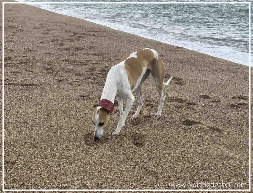 La Whippetilla Abril olisqueando con curiosidad un rastro en la arena dorada durante su primer día de playa de 2026.