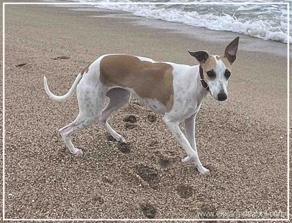 Primer plano de la Whippet Abril caminando sobre la arena con el mar de fondo en un día nublado.
