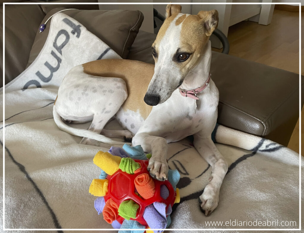 La Whippet Abril posando en el sofá con su pelota de telas, un juguete ideal para el enriquecimiento ambiental y el olfato.