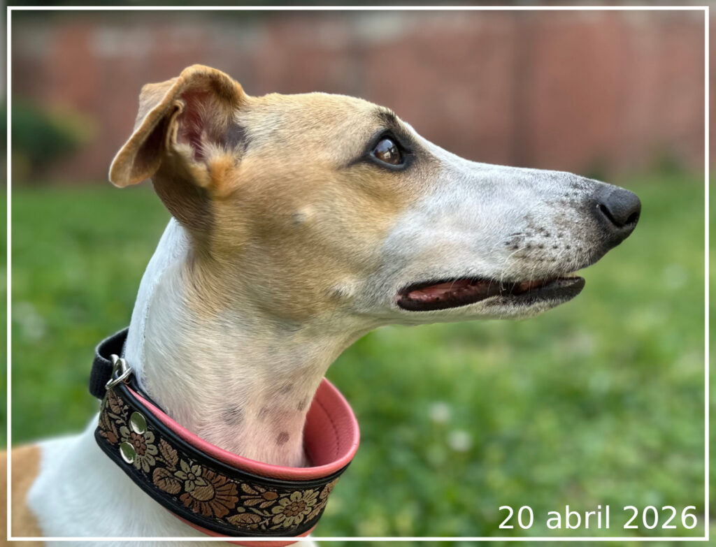 Un perfil de Whippet en el mes de abril.