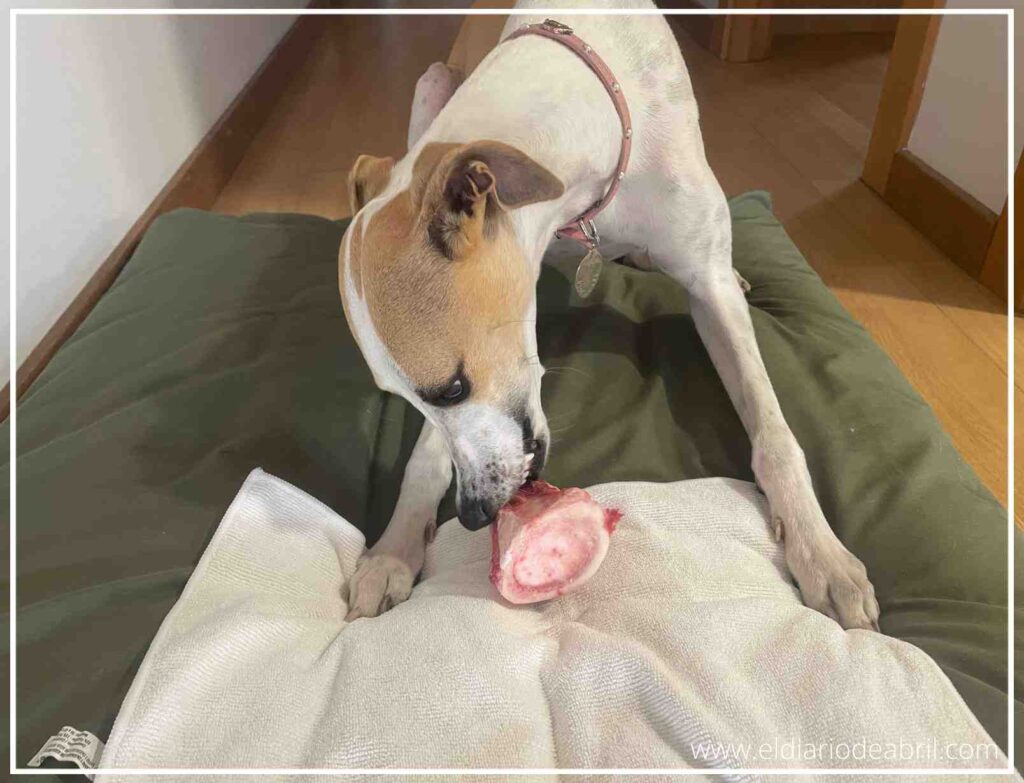 Ejercicio de estimulación mental e higiene dental de una perra Whippet masticando un hueso natural.