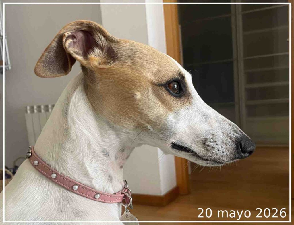 Retrato de la Whippet Abril el día 20 de mayo de 2026