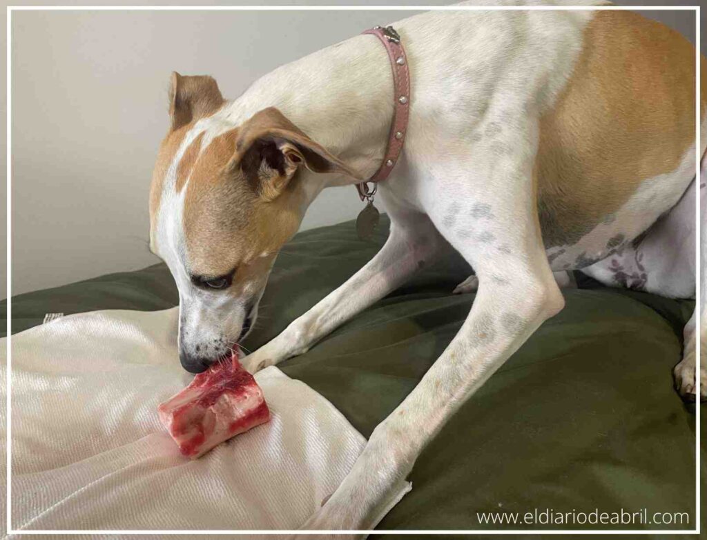 Vista frontal de la perra Whippet Abril sujetando el hueso con sus patas para morderlo.