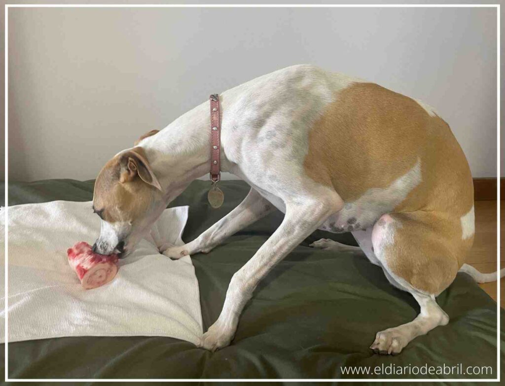 Perro lebrel de perfil concentrado en roer su hueso recreativo encima de su colchón.