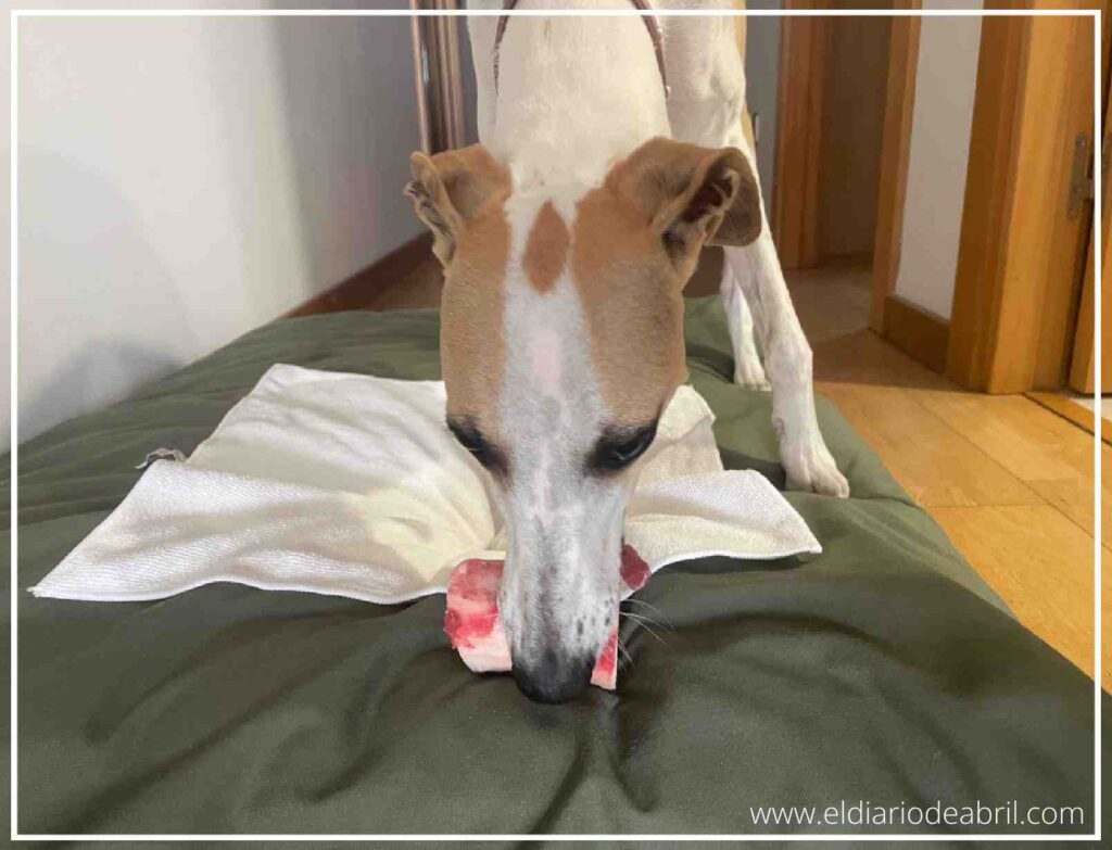 Perra Whippet de pie inspeccionando y olfateando un trozo de hueso de ternera sobre un paño blanco.
