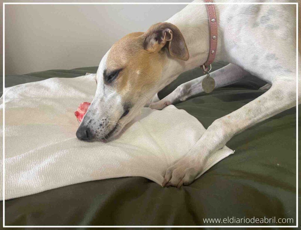 Perra Whippet tumbada de lado disfrutando de un hueso de ternera crudo de forma segura.