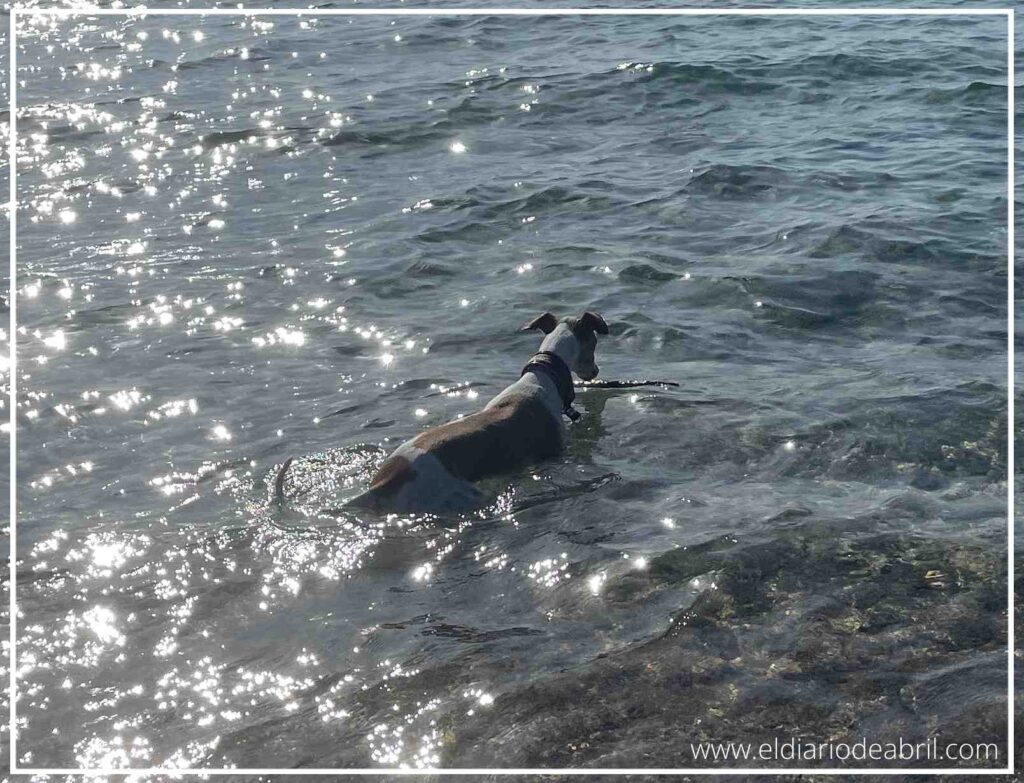 Perro lebrel de espaldas bañándose en el agua del mar en un día soleado.