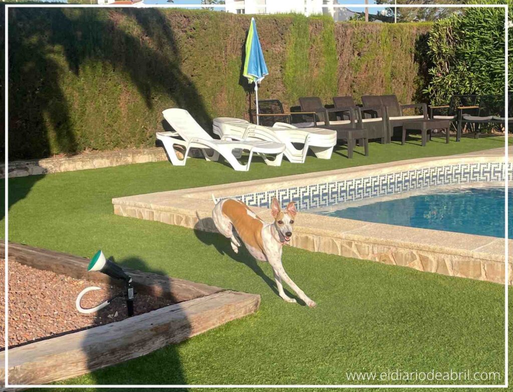 Perro lebrel corriendo a gran velocidad sobre el césped artificial del jardín con una piscina de fondo.