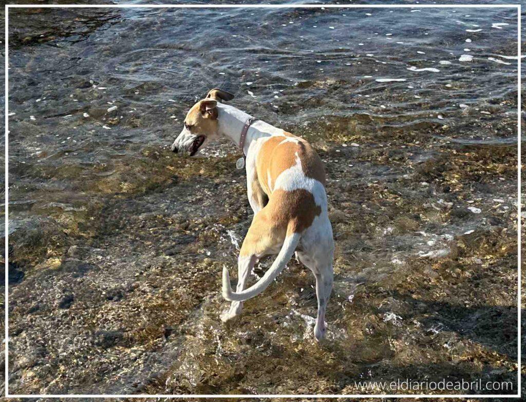 Perro lebrel de perfil jugando en el agua transparente de una playa de piedras.