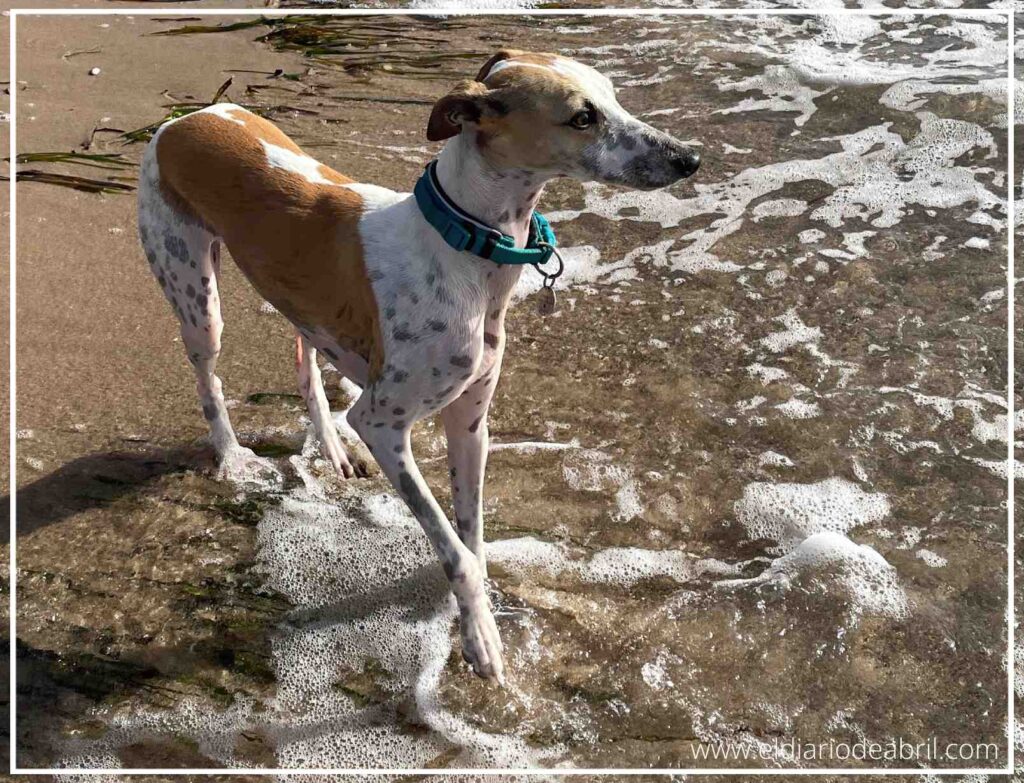 Perro lebrel caminando tranquilo con las patas en el agua en una playa de arena.