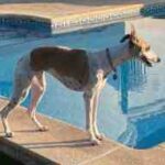 Perro de raza Whippet de perfil sobre el borde de piedra de una piscina en un jardín con césped artificial.