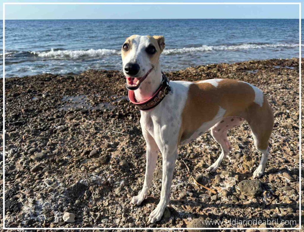 Primer plano de la Whippet Abril con collar rosa posando feliz en una playa de rocas.
