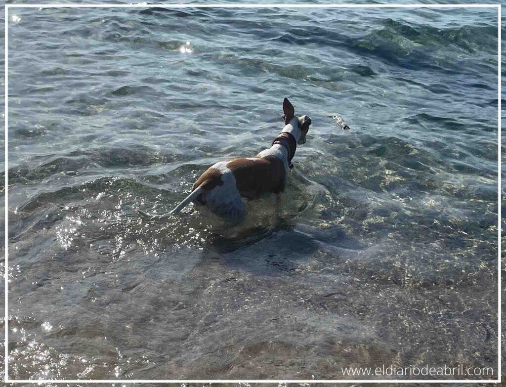 Perro Whippet en el agua del mar jugando a buscar un palo flotando.