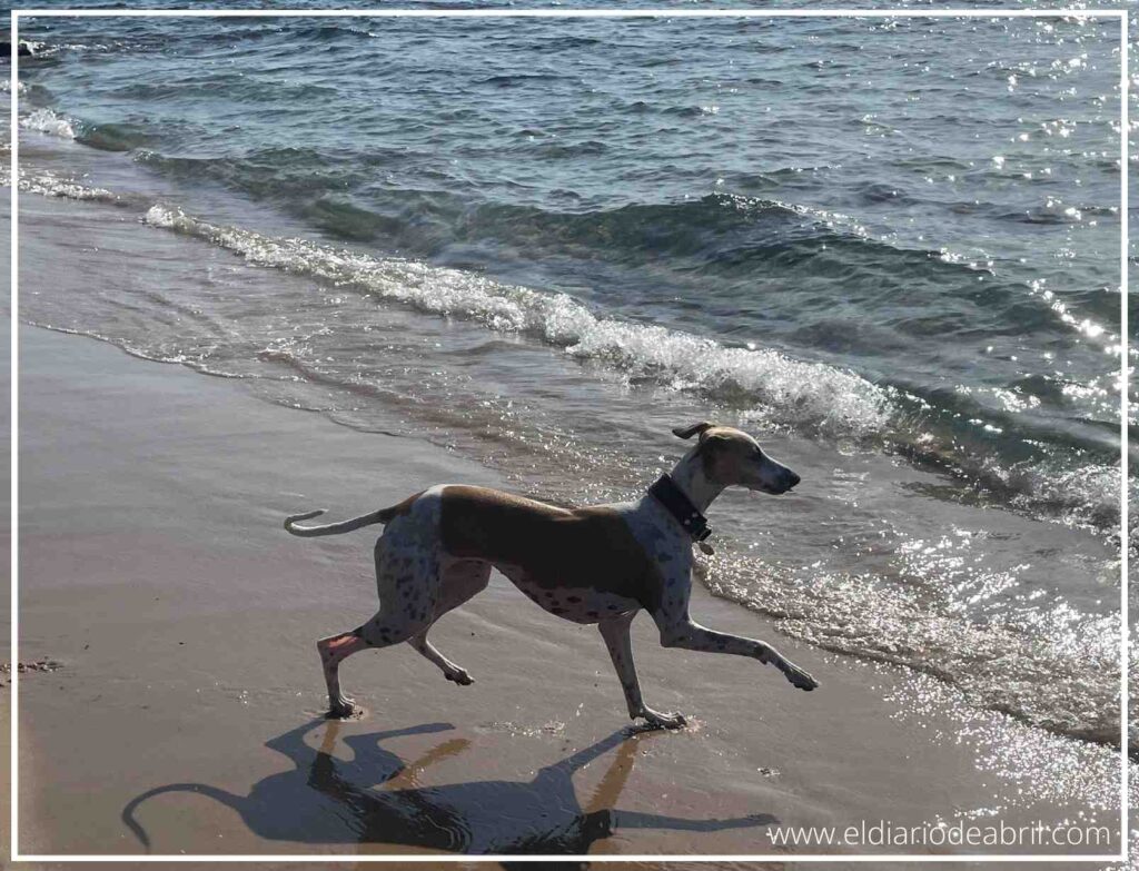 Perro Whippet corriendo de perfil por la arena húmeda de la orilla de la playa.