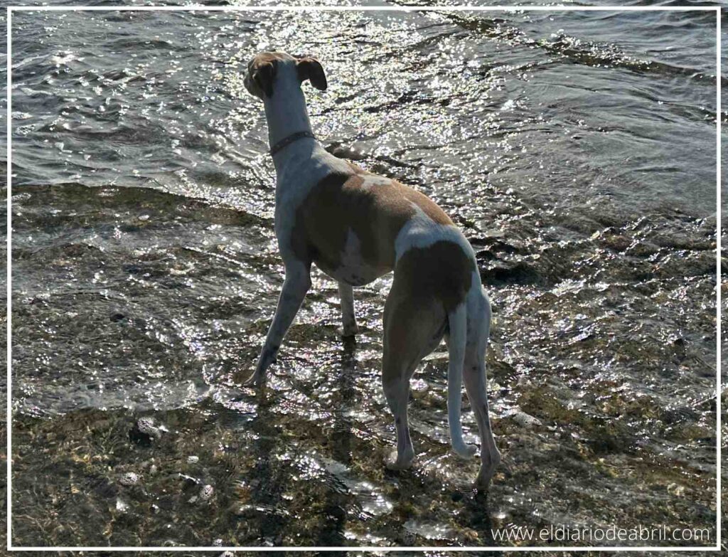 Perro Whippet de espaldas observando el reflejo del sol en el agua del mar desde la orilla.